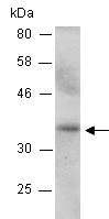 Granzyme B Antibody Western (Abiocode)