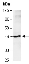 DNMT2 Antibody Western (Abiocode)