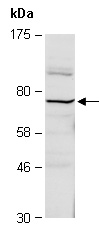 FZD8 Antibody Western (Abiocode)