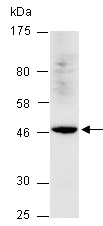 BMP4 Antibody Western (Abiocode)