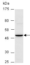BMP7 Antibody Western (Abiocode)