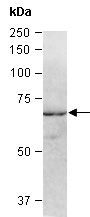 SHC1 Antibody Western (Abiocode)