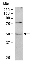 MC4R Antibody Western (Abiocode)