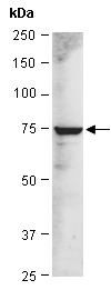 PAG1 Antibody Western (Abiocode)