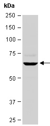 YAP1 Antibody Western (Abiocode)