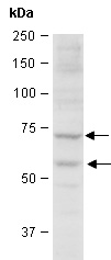 TP63 Antibody Western (Abiocode)
