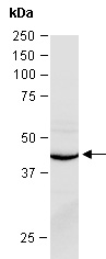 SMARCB1 Antibody Western (Abiocode)