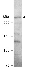 Ki67 Antibody Western (Abiocode)