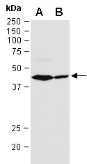 GSK3B Antibody Western (Abiocode)