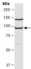 CUL2 Antibody Western (Abiocode)