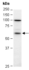 IKZF4 Antibody Western (Abiocode)