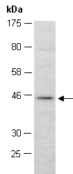 MEIS1 Antibody Western (Abiocode)