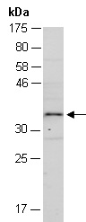 HOXB4 Antibody Western (Abiocode)