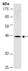 SYT5 Antibody Western (Abiocode)