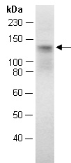CD6 Antibody Western (Abiocode)