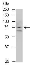 GRP78 Antibody Western (Abiocode)