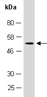 FCGR3B Antibody Western (Abiocode)