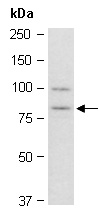 CUL4A Antibody Western (Abiocode)