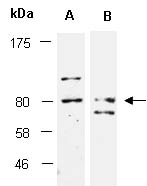 CUL4A Antibody Western (Abiocode)