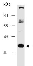 PU.1 Antibody Western (Abiocode)