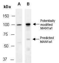 MAN1a1 Antibody Western (Abiocode)