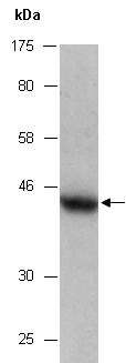 BMI1 Antibody Western (Abiocode)