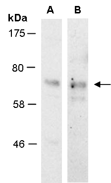 SOX9 Antibody Western (Abiocode)