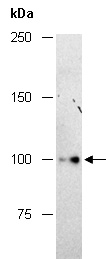 NRP2 Antibody Western (Abiocode)