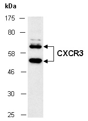 CXCR3 Antibody Western (Abiocode)