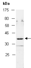 NKX2-3 Antibody Western (Abiocode)
