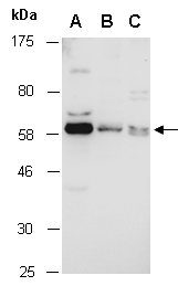 MKRN1 Antibody Western (Abiocode)