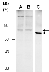 SLCO4A1 Antibody Western (Abiocode)