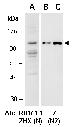 ZHX2 Antibody Western (Abiocode)