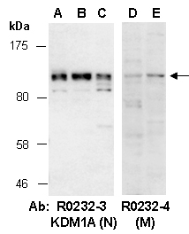 KDM1A Antibody Western (Abiocode)