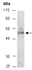 Wnt5A Antibody Western (Abiocode)