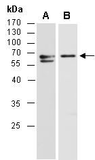 SLAMF1 Antibody Western (Abiocode)