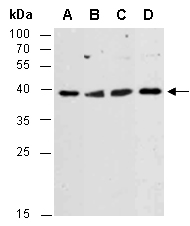 AKT1S1 Antibody Western (Abiocode)