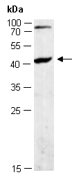 CXCR5 Antibody Western (Abiocode)