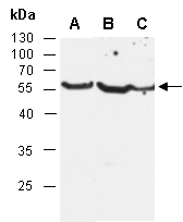 CD2 Antibody Western (Abiocode)