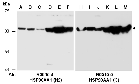 HSP90AA1 Antibody Western (Abiocode)