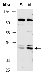 GATA1 Antibody Western (Abiocode)