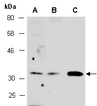 GAS2 Antibody Western (Abiocode)