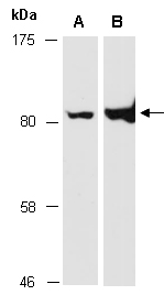 EGR1 Antibody Western (Abiocode)