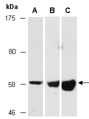 NTN5 Antibody Western (Abiocode)
