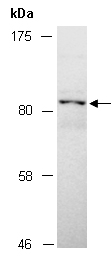 GSN Antibody Western (Abiocode)
