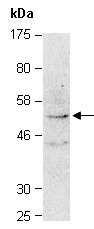 TCF7 Antibody Western (Abiocode)