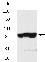 CDC16 Antibody Western (Abiocode)