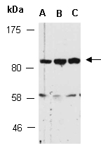 PTPRN2 Antibody Western (Abiocode)
