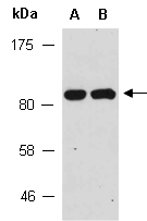 STAT1 Antibody Western (Abiocode)