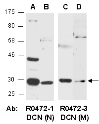 DCN Antibody Western (Abiocode)